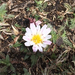 Hypochaeris taraxacoides