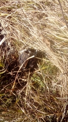 Canis lupus italicus