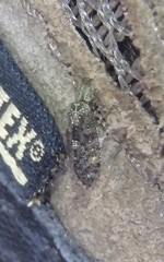 Nimbopsocus australis