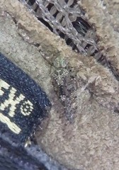 Nimbopsocus australis