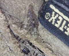 Nimbopsocus australis