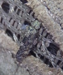 Nimbopsocus australis