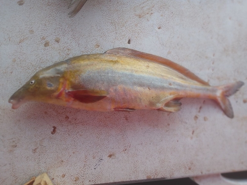 Elephant-snout Fish
