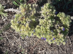 Echium vulgare