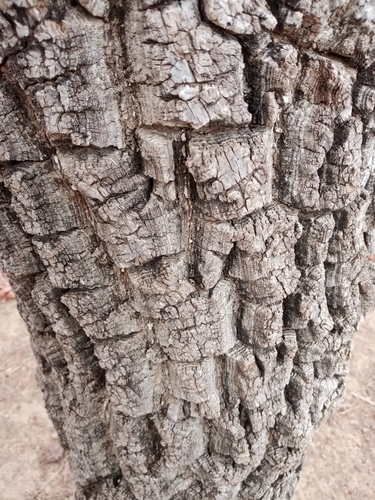 Shea Tree