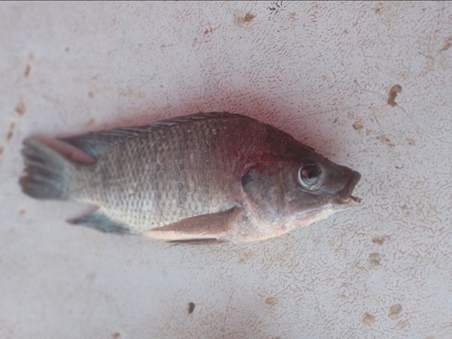 Nile Tilapia