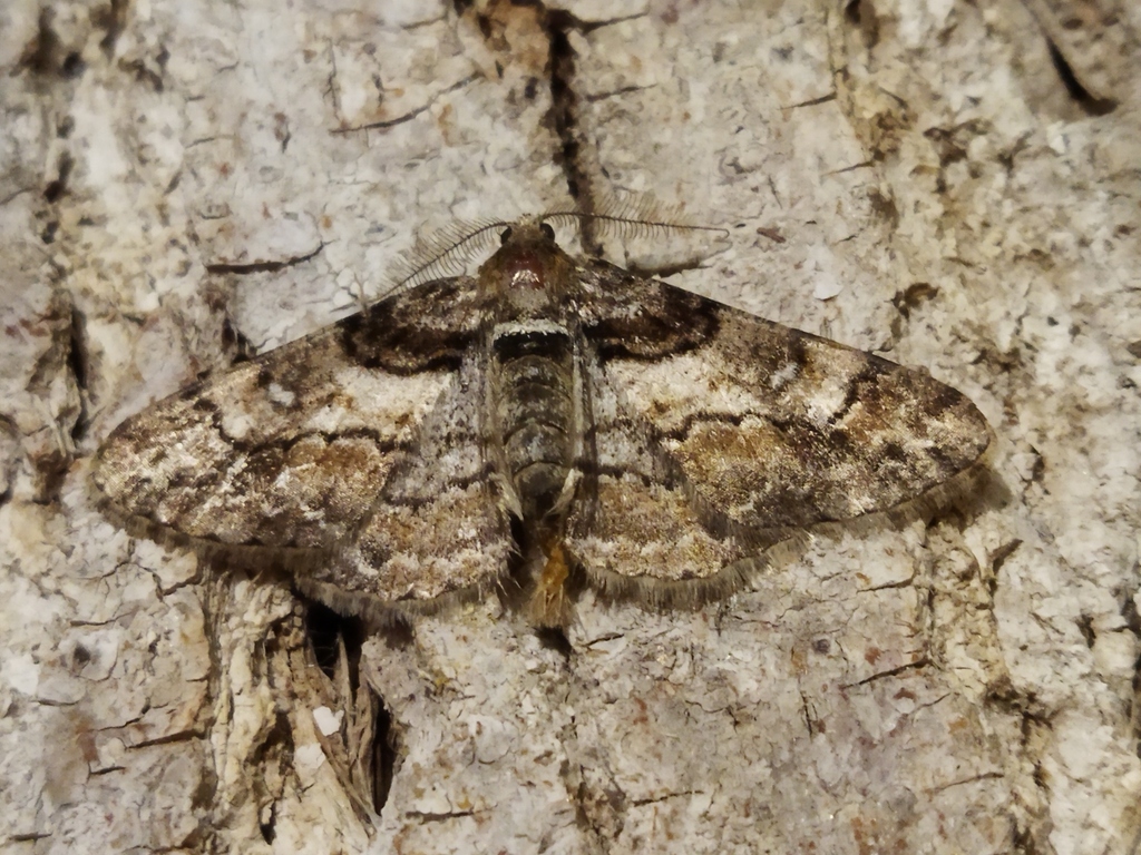 Ringed Carpet