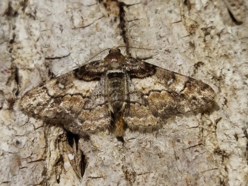 Ringed Carpet