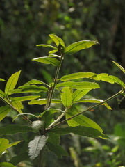 Quercus humboldtii