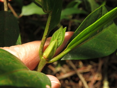 Cinchona lancifolia