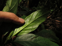 Cinchona lancifolia