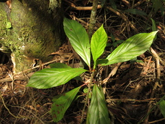 Cinchona lancifolia