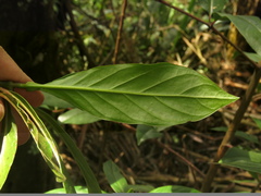 Cinchona lancifolia