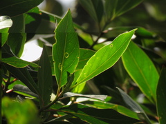 Cinchona lancifolia