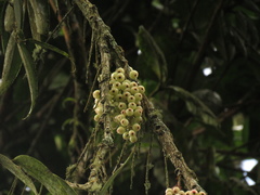 Thibaudia floribunda