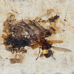 Vespa orientalis