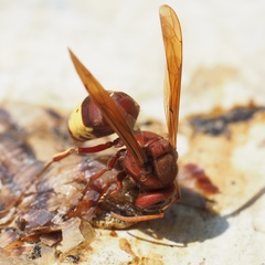 Vespa orientalis