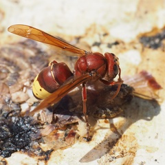 Vespa orientalis