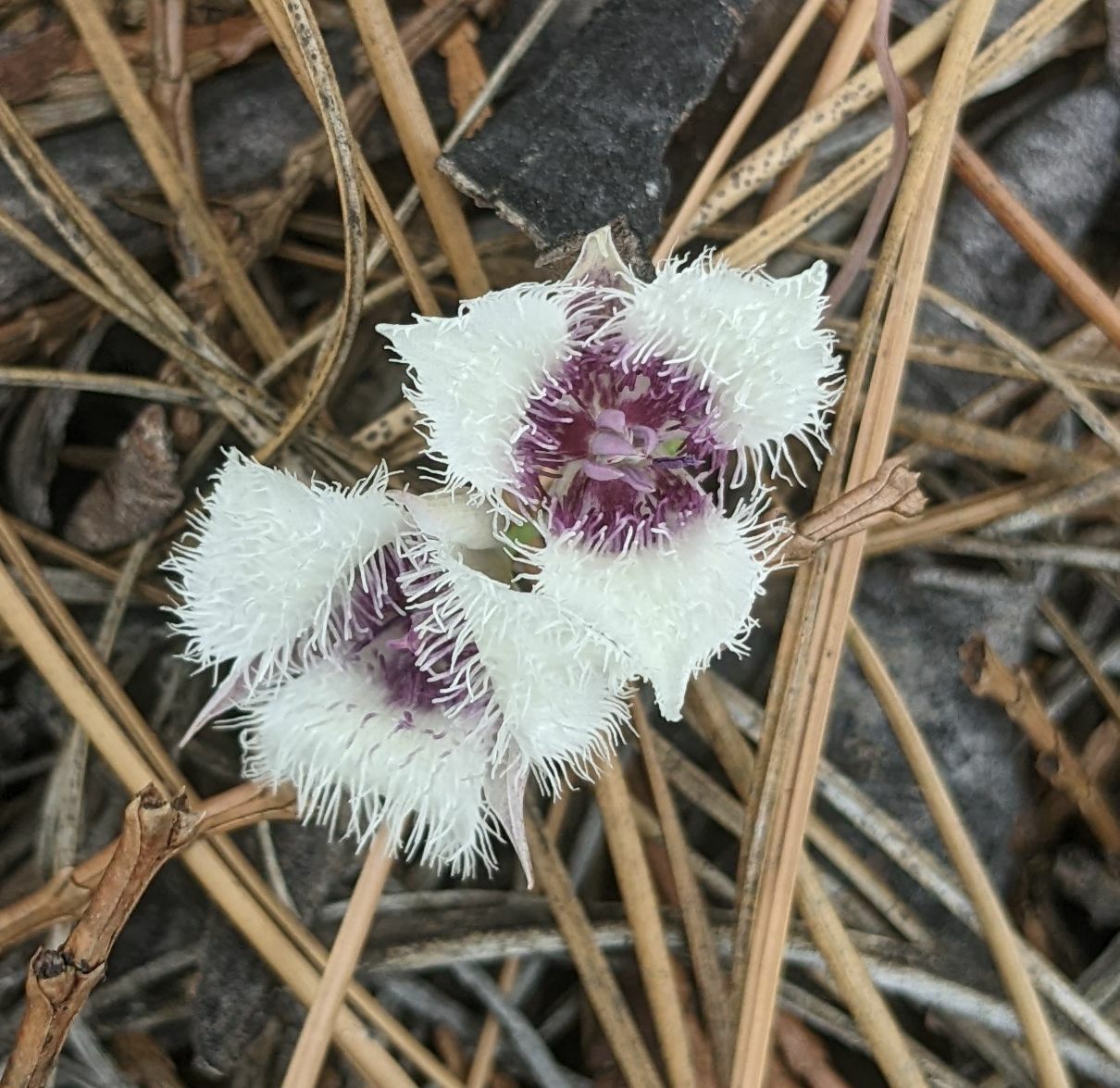 Calochortus elegans