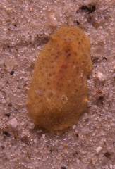 Sclerodoris tarka