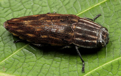 Sphenoptera