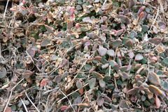 Chenopodium triandrum