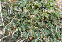 Chenopodium triandrum