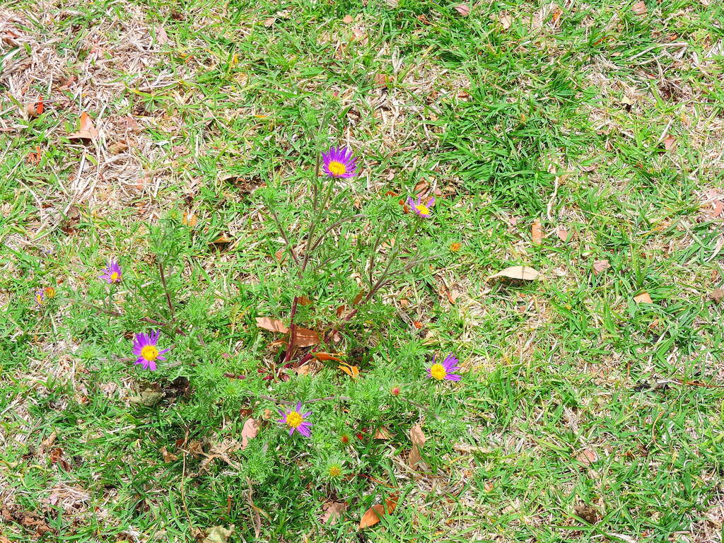 Tahoka daisy from Lubbock, TX, USA on April 22, 2023 at 0102 PM by