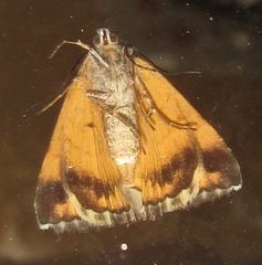 Grammodes