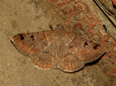Mocis mutuaria