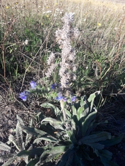 Echium vulgare