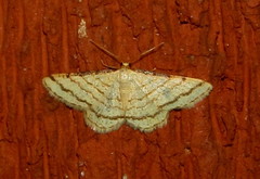 Heterostegane rectistriga