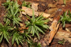 Atrichum altecristatum
