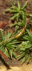 Atrichum altecristatum