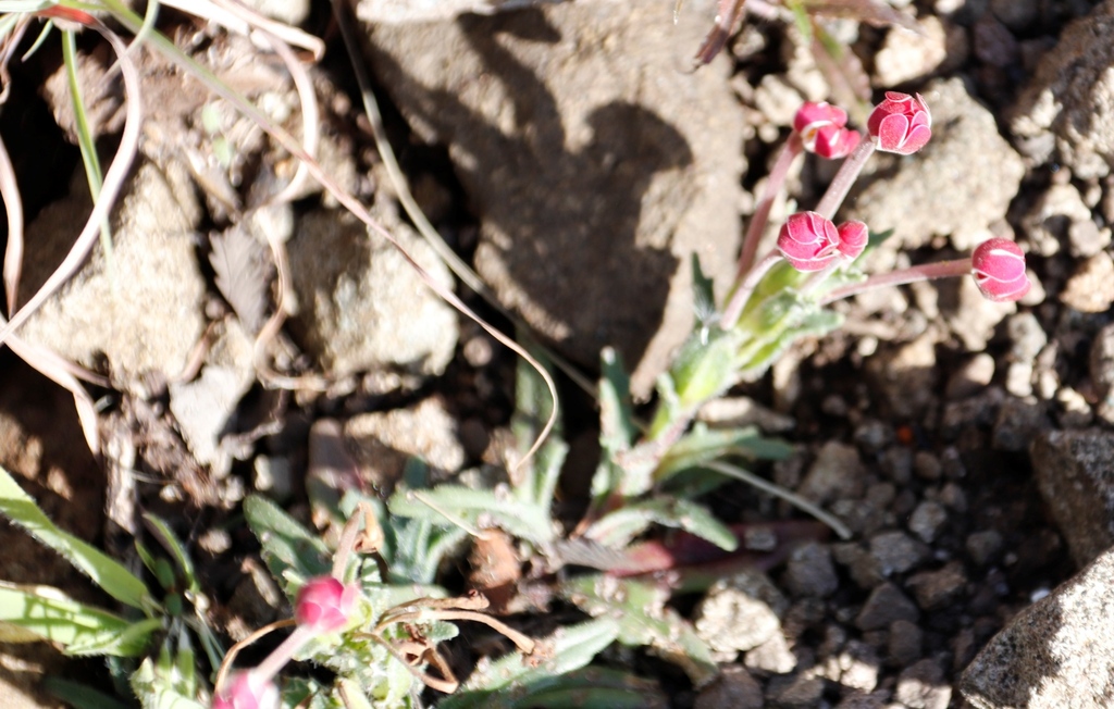 Zaluzianskya glareosa; photograph (c) Tony Rebelo, some rights reserved (CC BY-SA)