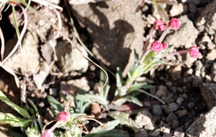 Zaluzianskya glareosa