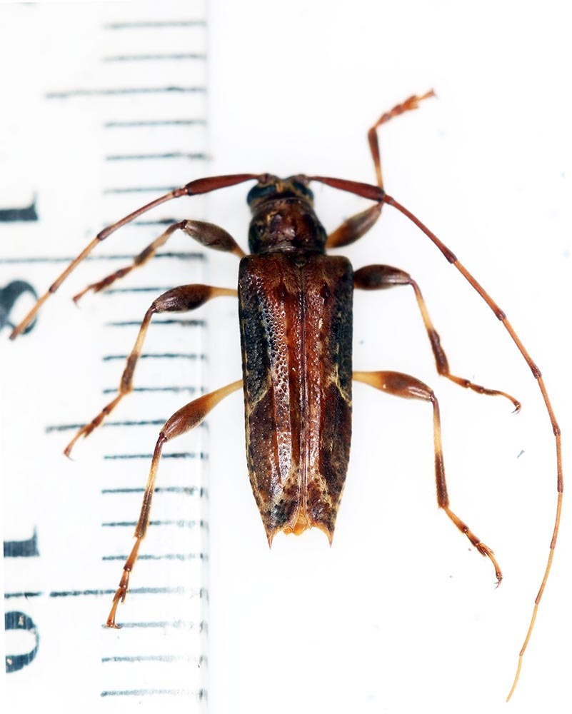 Nealcidion napoense