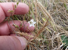 Convolvulus waitaha