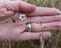 Convolvulus waitaha