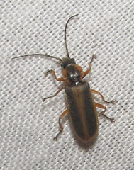 Afronycha circumdata