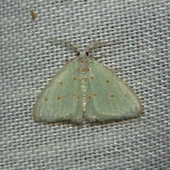 Comostolopsis stillata