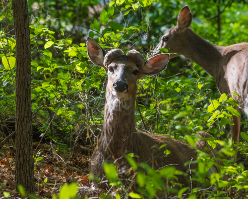White-tailed Deer photographed in Virginia