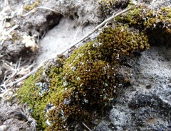 Tortella