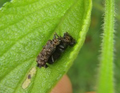 Octotoma scabripennis