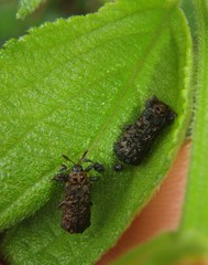 Octotoma scabripennis