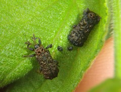 Octotoma scabripennis