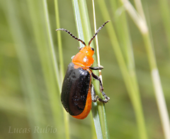 Cacoscelis argentinensis