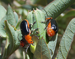 Cacoscelis argentinensis