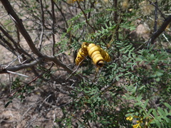 Prosopis strombulifera