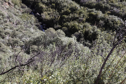 Buddleja loricata, photograph 5